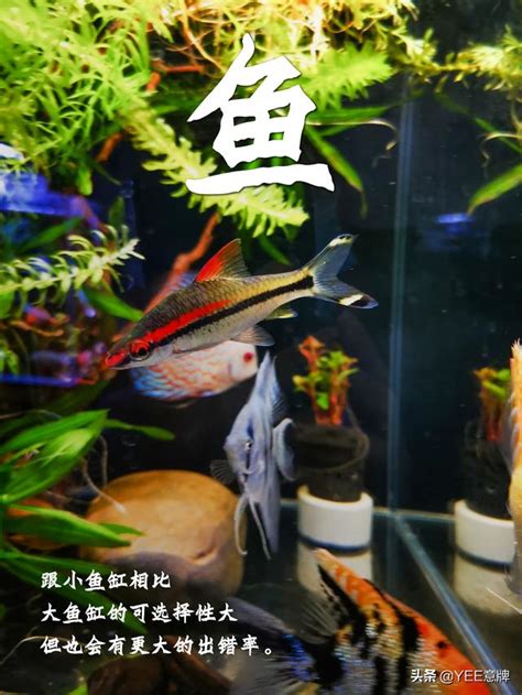 魚缸養幾隻魚比較好|養對魚數：財運滾滾來